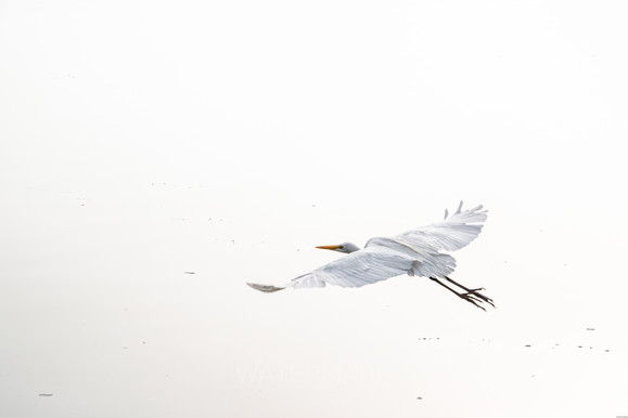 White Heron Flying Over Pond Reflecting White Sky