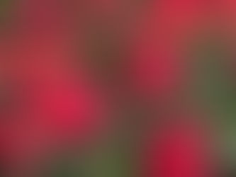 京都観光|効率よくライトアップを巡るためにはどうすれば良いか実践していることを書いてみましたKyoto sightseeing|I wrote about what I can do to see the light ups efficiently