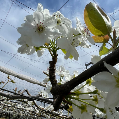 受粉作業がはじまりました！