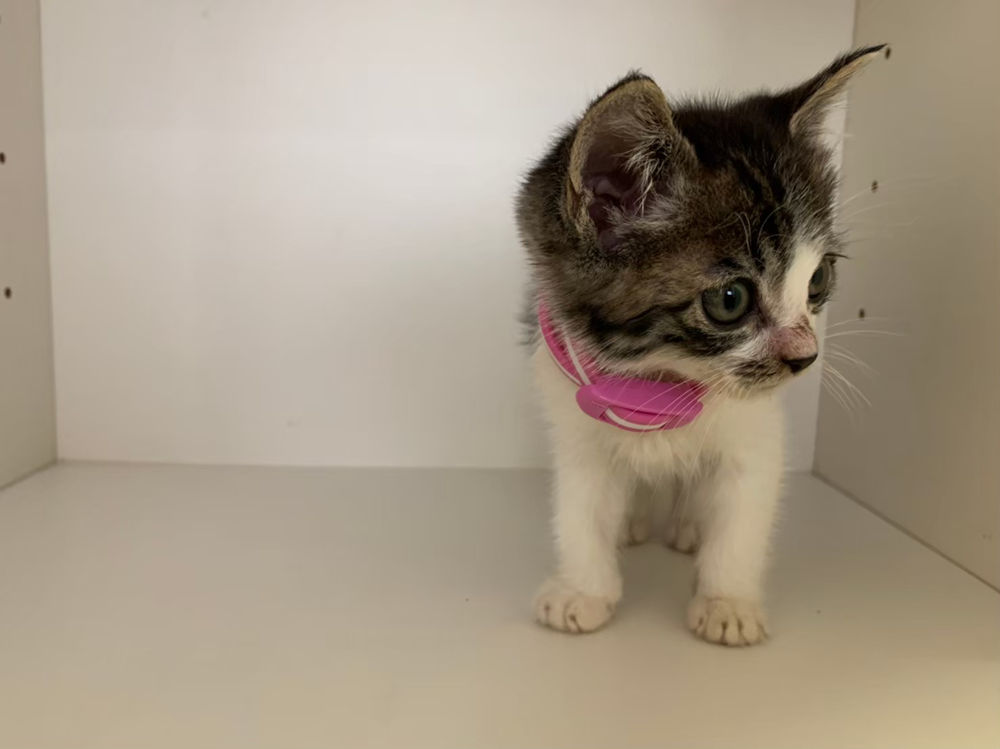 飼い主のいない猫の対策