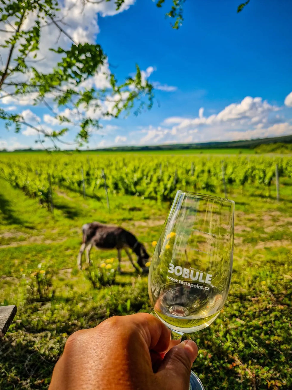 Que faire en Moravie du Sud autour de Mikulov?