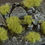 Thumbnail: Dense Green 4-6mm
