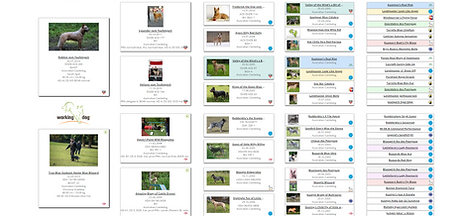 Pedigree B-Wurf.PNG