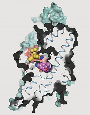 Serotonin transporter structure revealed