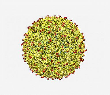 Zika virus structure revealed