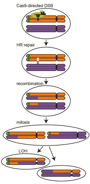 Mapping Traits to Genes with CRISPR
Researchers develop a technique to direct chromosome recombinati