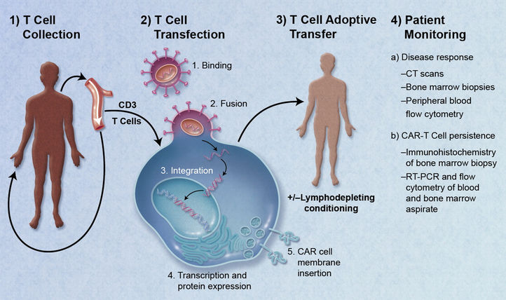 Fighting Cancer With Killer T-Cells