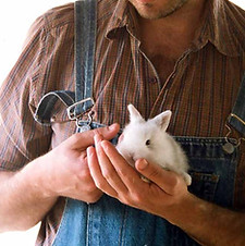 Healthy Pet bunny