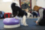 Black and White border collie on a purple fit dog ball with a woman holding dog treats