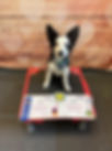 Black and white border collie puppy on a red KLIMB in front of a Valentine's Day backdrop with hearts