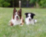 Red and white border collie and black and white border collie side-by-side in a green meadow