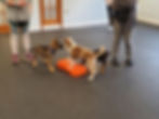A brown German Shepherd puppy, a red and white border collie puppy and a rottweiller puppy playing on a fit dog bone in a matted training room.