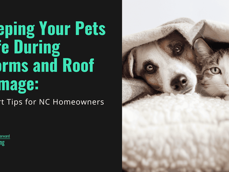 pets safety during storm nc