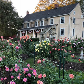 anns front yard w dahilas.jpg