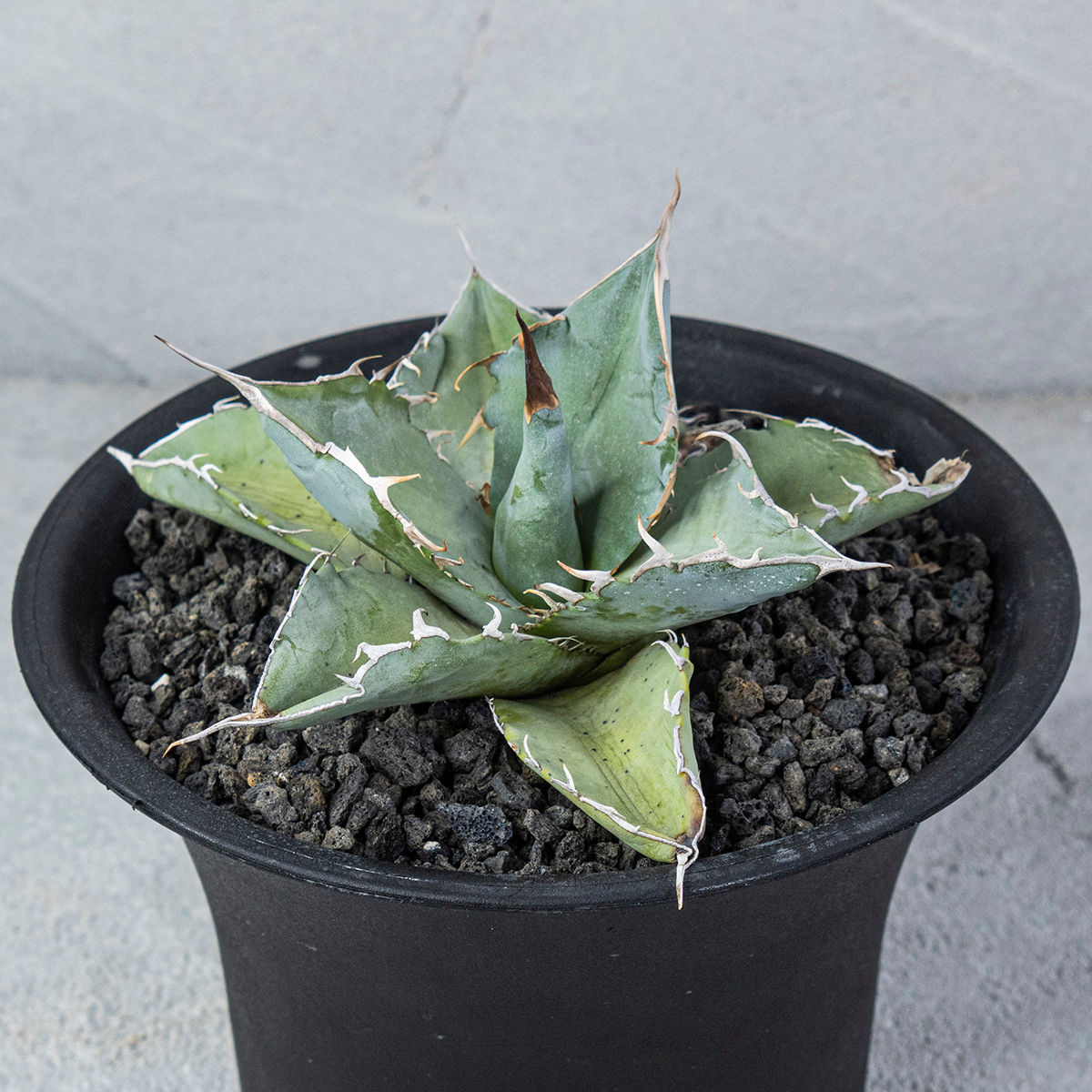 Agave Titanota White Ice