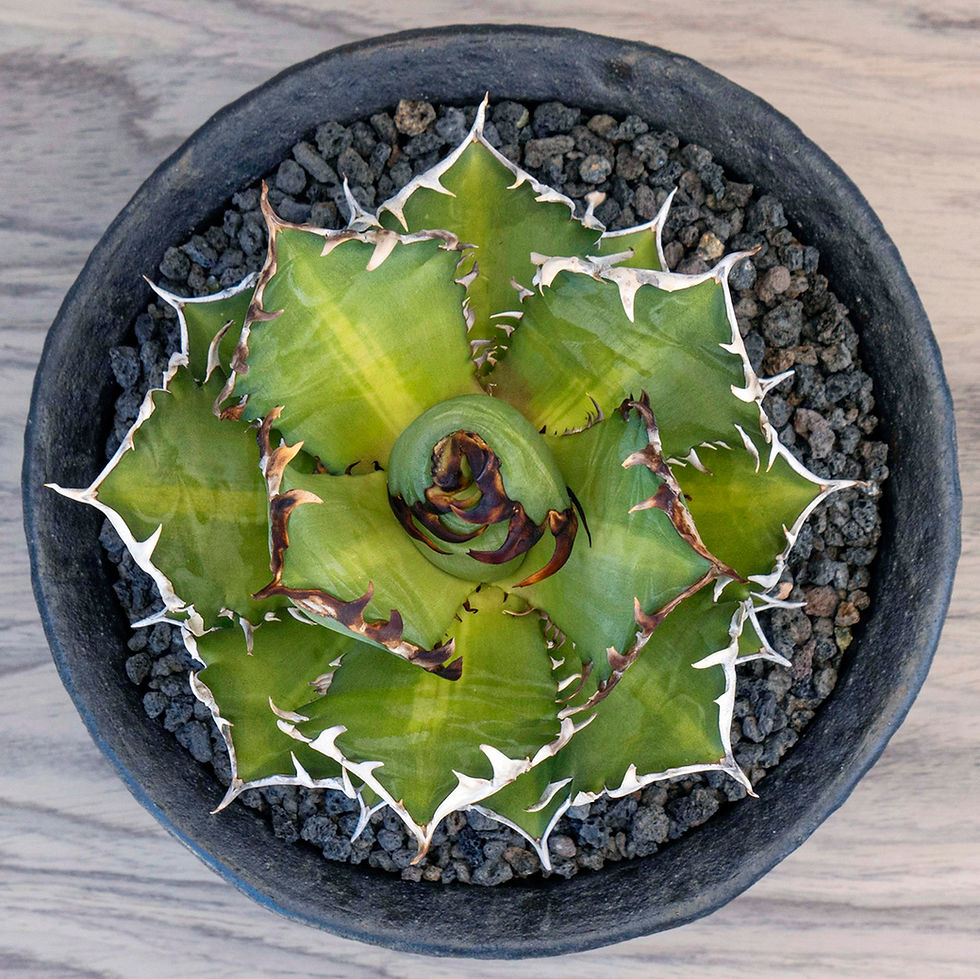 Thumbnail: Agave Titanota Green Catweazle