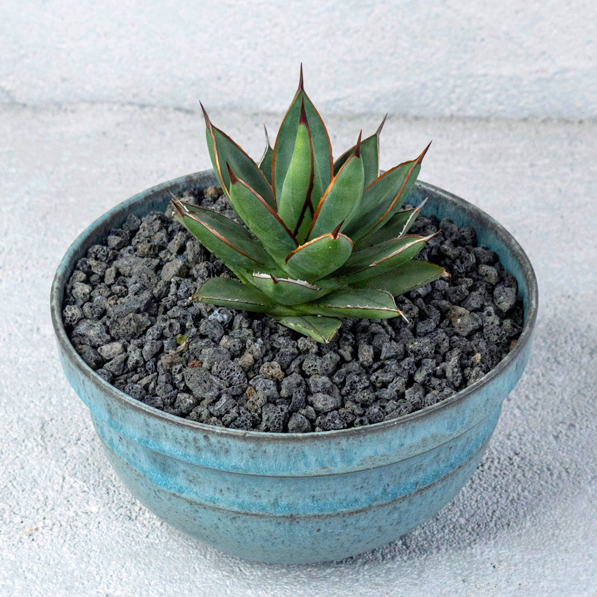Agave Schidigera X Isthmensis