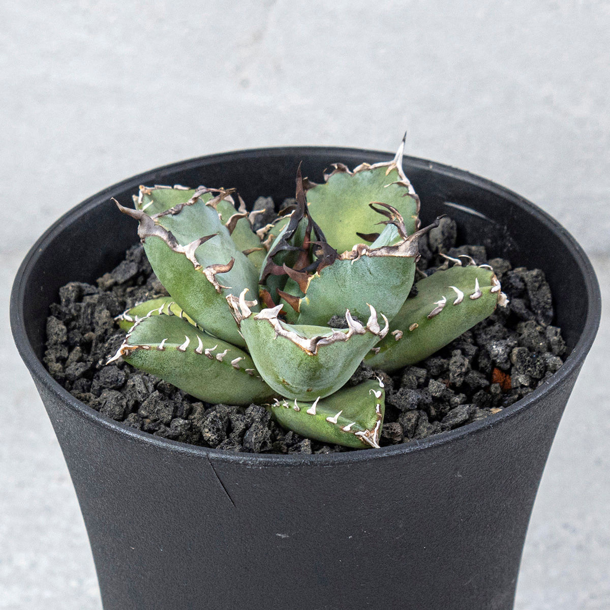 Agave Titanota Black Whale