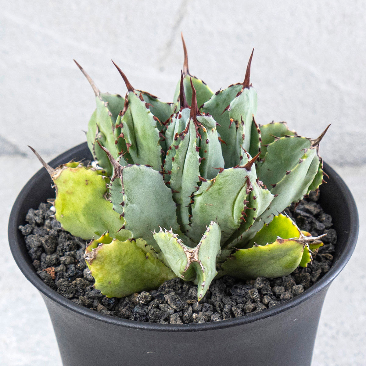 Agave Potatorum Cubic