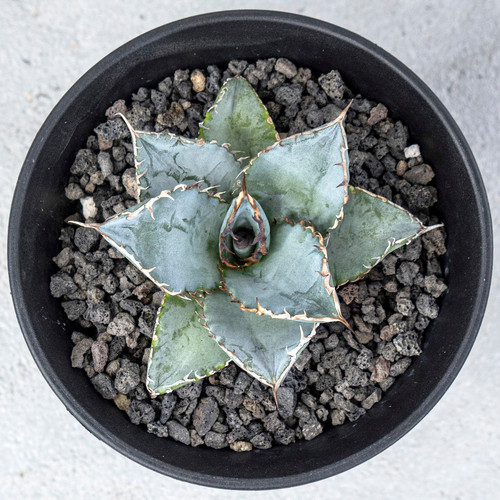 Agave Titanota Lion's Mane | agavekenal