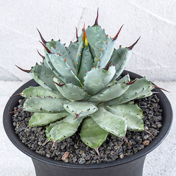 Agave potatorum✖️macroacantha【hybrid】230 Macroacantha X Potatorum Hybrid | agavekenal