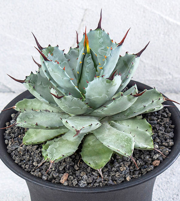 Macroacantha X Potatorum Hybrid | agavekenal