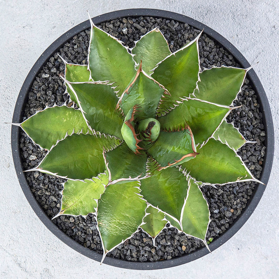 Thumbnail: Agave Lophatha X Titanota
