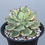 Thumbnail: Agave Isthmensis Kabutogani Marginata