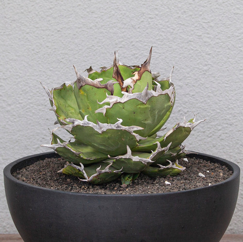アガベ agave titanota 'creep' a.k.a. 'beast' Nice spine with smooth edge 😎 Agave titanota . #Agave