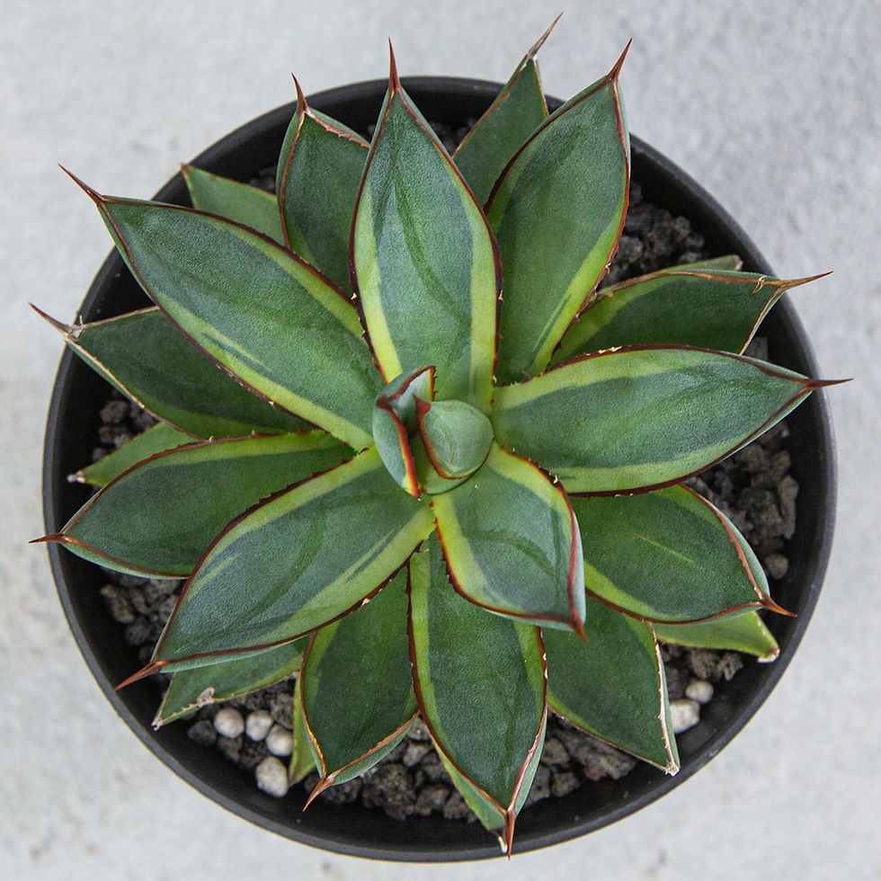 Thumbnail: Agave Burnt Burgundy Marginata