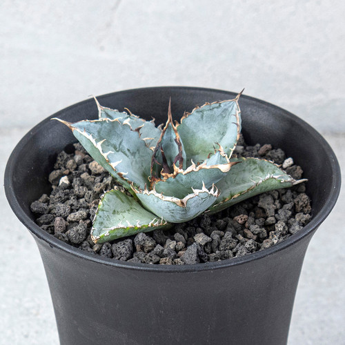 Agave Titanota Lion's Mane | agavekenal