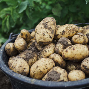 KUUMIA KYSYMYKSIÄ PERUNASTA