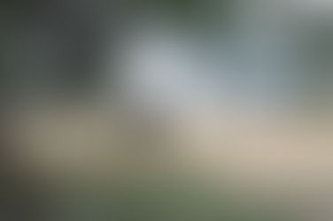 Just traveling through — Moose sighted near Lennox