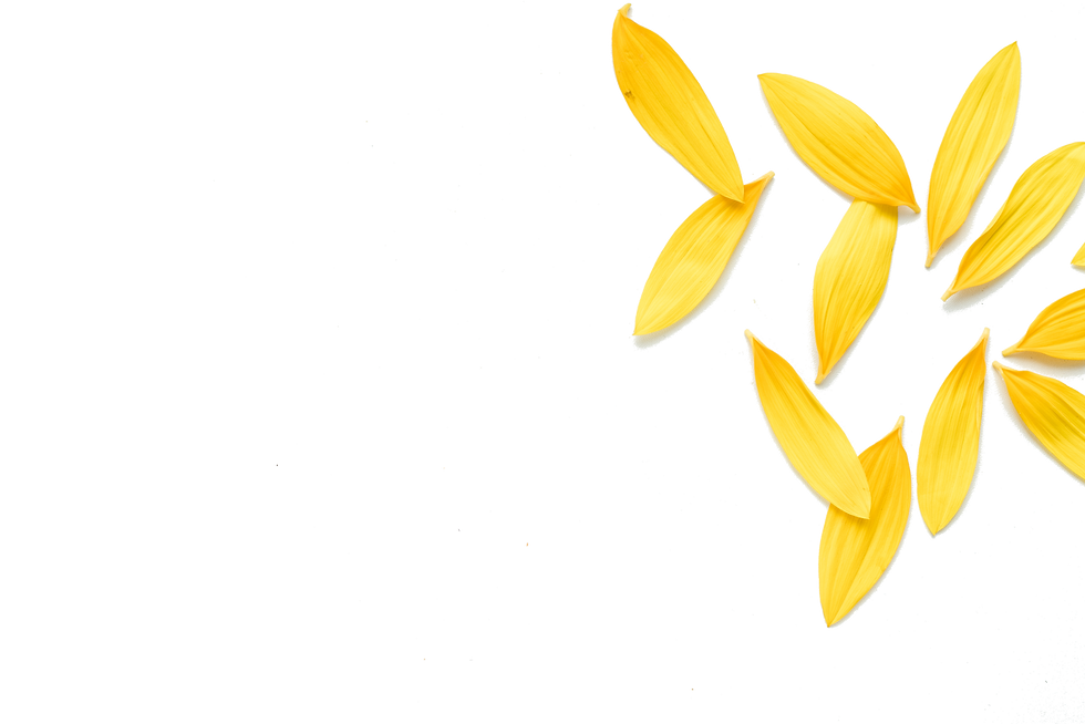 petals of sunflower, sunflower petals on white background, yellow petals on a white backgr