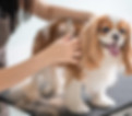 doggrooming.jpeg