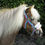 Thumbnail: Rhinegold Bright Striped Fur Trim Small Pony Headcollar