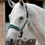 Thumbnail: PE Fleece Padded Horse Head Collar 