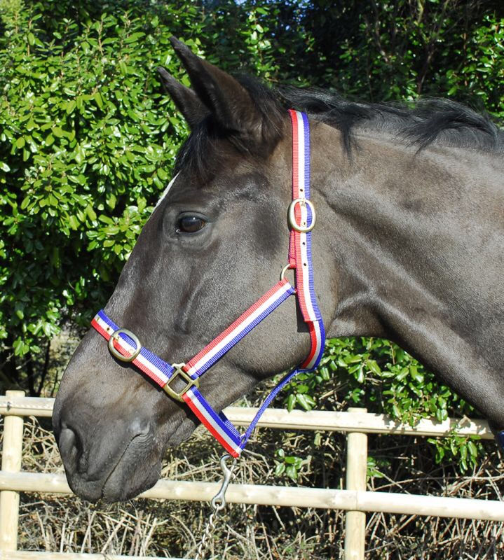 Thumbnail: Rhinegold Nylon Headcollar