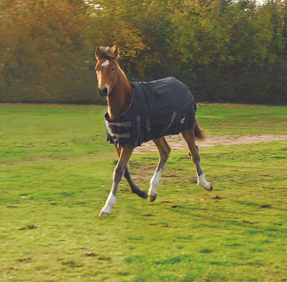 Thumbnail: Rhinegold Konig Small Pony/Foal  Outdoor Rug