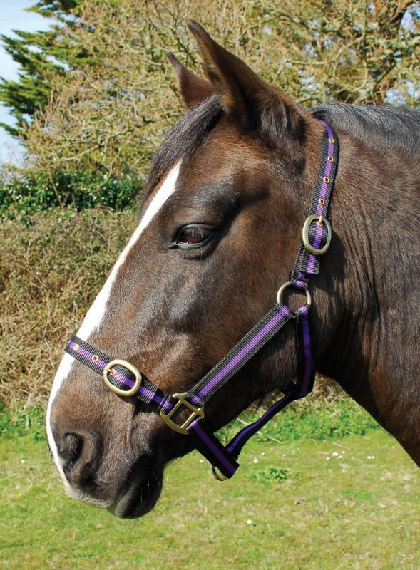 Thumbnail: Rhinegold Nylon Headcollar