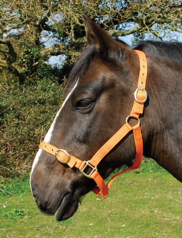 Thumbnail: Rhinegold Nylon Headcollar