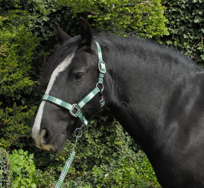 Thumbnail: Rhinegold Carnival Headcollar & Matching Rope