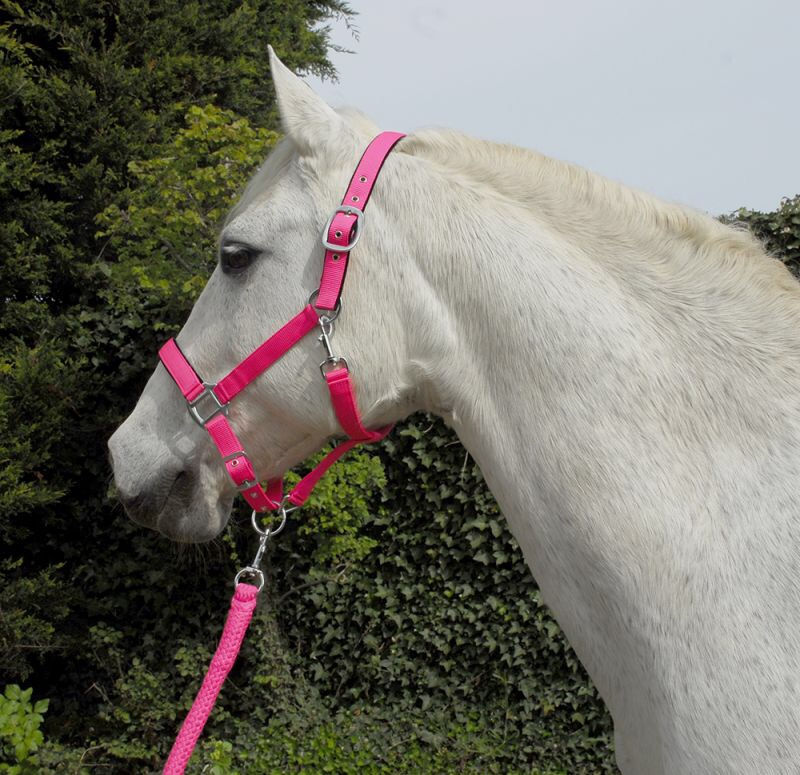 Thumbnail: Rhinegold Carnival Headcollar & Matching Rope
