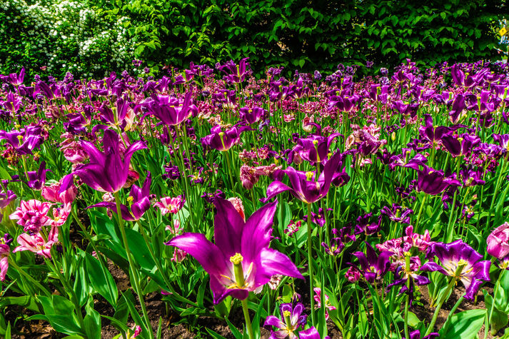 Saanskara Studios | Creative Overflow