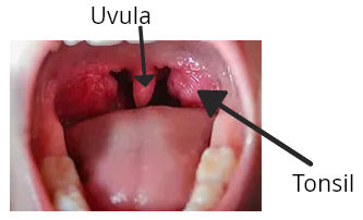 Structures of the Throat: Uvula and Tonsils