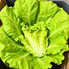 lettuce.jpg