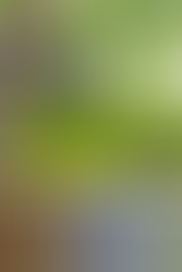 Dead Leaf Butterfly - Understated Beautiful Fall Color Palette