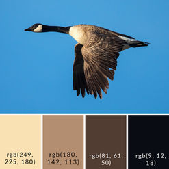 Not a Pest- The Canadian Goose - Color Palette