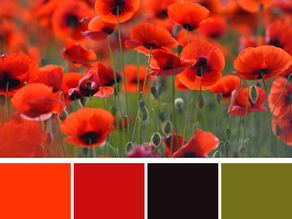 Popping Poppies - Color Palette