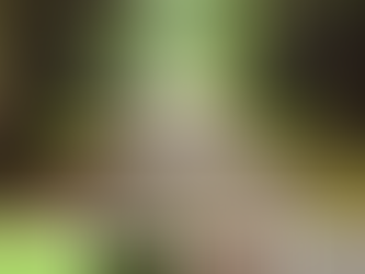 Pine Forest Color Palette